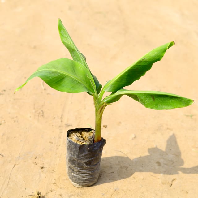 Kela / Banana Plant in 4 Inch Nursery Bag