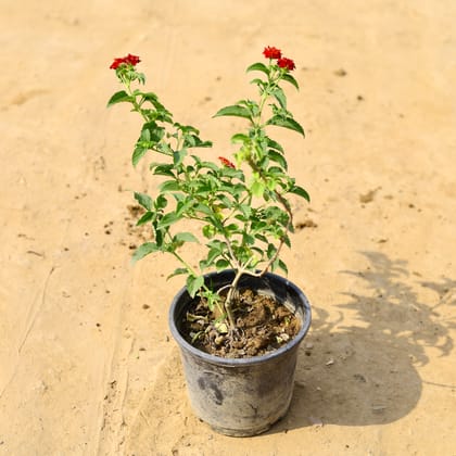 Buy Lantana (any colour) in 6 Inch Nursery Pot  Online | Urvann.com