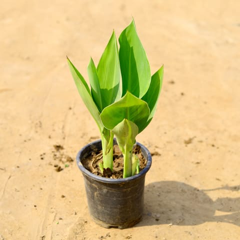 Canna Lily (any colour) in 5 Inch Nursery Pot