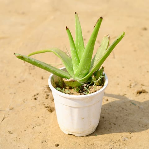 Aloe Vera in 6 Inch Nursery Pot