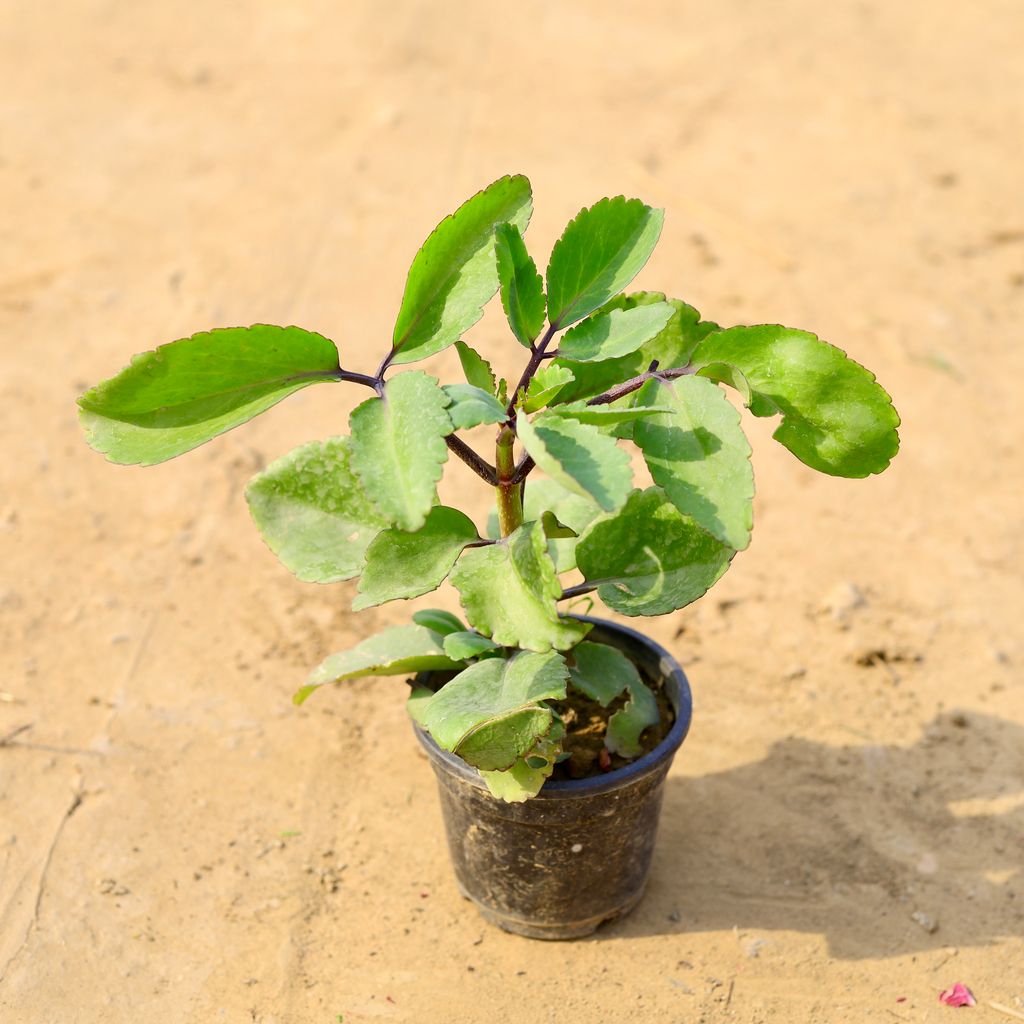 Patharchatta / Kalanchoe Pinnata in 6 Inch Nursery Pot