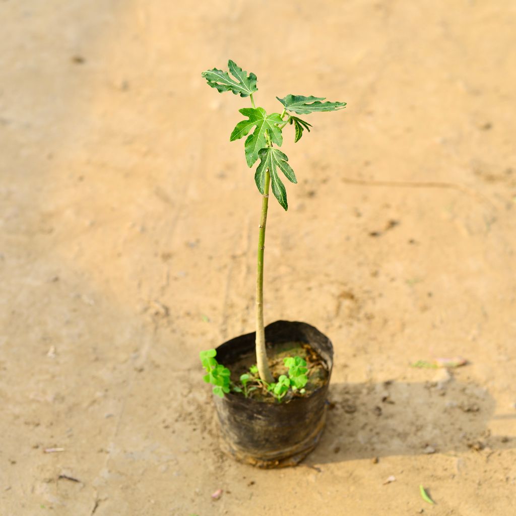 Buy Papaya / Papita Hybrid in 4 Inch Nursery Bag Online | Urvann.com Papaya / Papita Hybrid in 4 Inch Nursery Bag