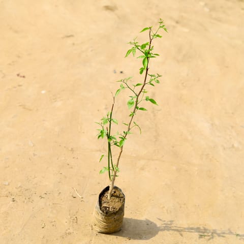 Bel Patra in 4 Inch Nursery Bag