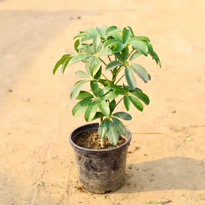 Buy Schefflera Green in 4 Inch Nursery Pot  Online | Urvann.com