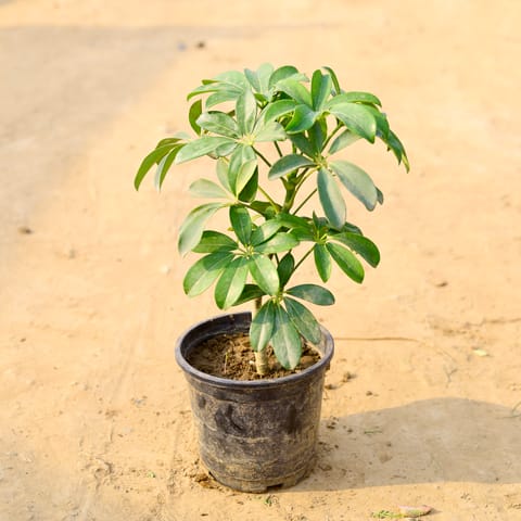 Schefflera Green in 4 Inch Nursery Pot