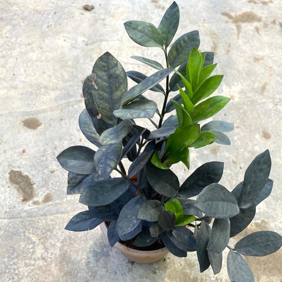 Buy Zz Black in 6 Inch Nursery Pot Online | Urvann.com Zz Black in 6 Inch Nursery Pot