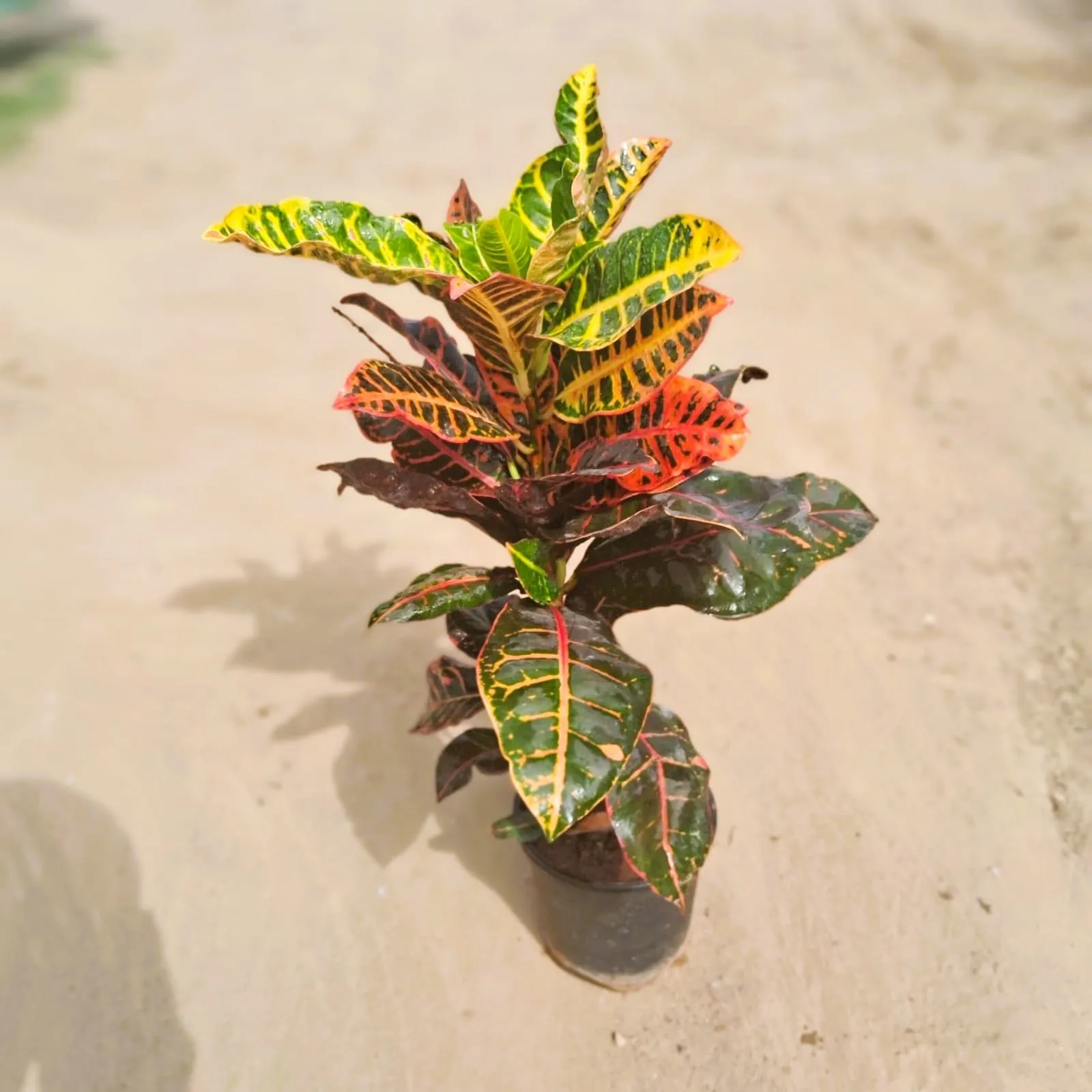 Croton Petra in 6 Inch Nursery Pot