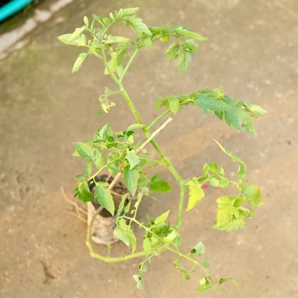 Buy Tomato  in 4 Inch Nursery Bag Online | Urvann.com