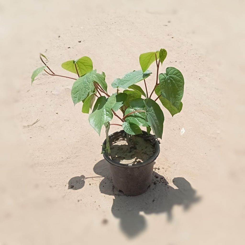 Banarasi Paan Plant in 8 Inch Nursery Pot