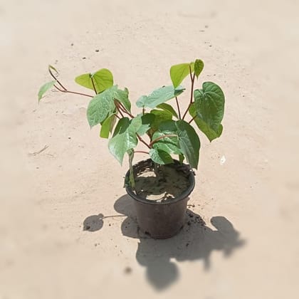 Buy Banarasi Paan Plant in 8 Inch Plastic Pot Online | Urvann.com