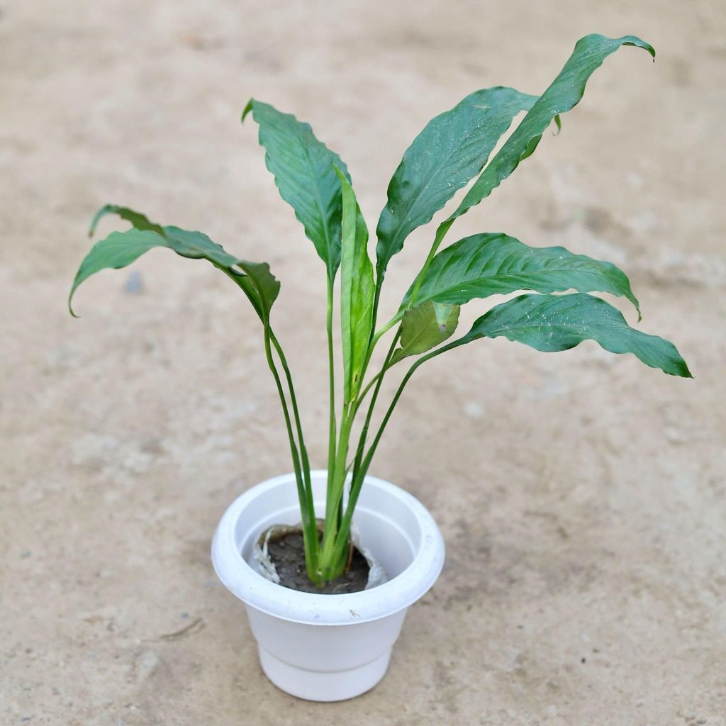 Peace Lily in 6 Inch Classy White Plastic Pot