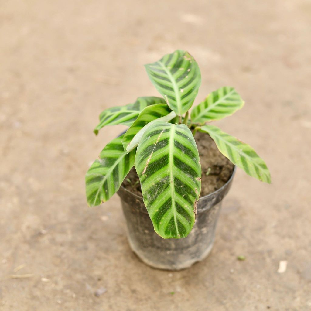 Calathea Maranta Plant in 6 Inch Nursery Pot