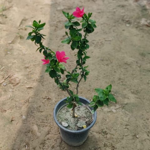 Pink Hibiscus / Gudhal High Choice in 8 Inch Nursery Pot