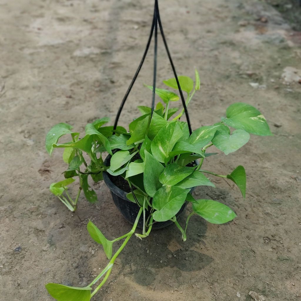 Green Money Plant in 8 Inch Hanging Basket