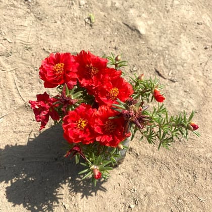 Portulaca Moss rose (any colour) in 4 Inch Nursery Bag