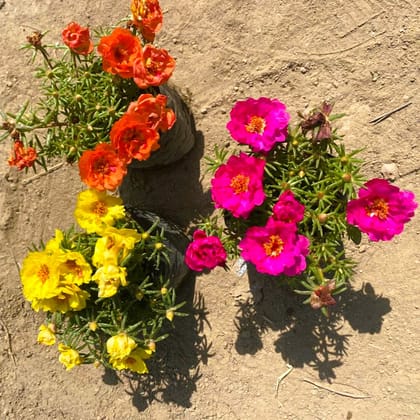 Set of 3 - Portulaca Moss rose (any colour) in 4 Inch Nursery Bag