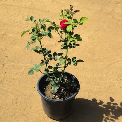 Miniature Rose Red in 8 Inch Nursery Pot