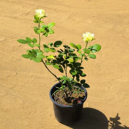 Miniature Rose White in 8 Inch Nursery Pot