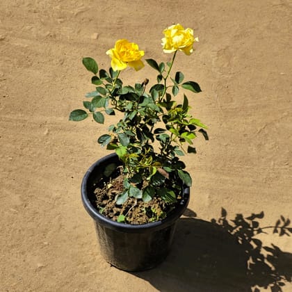 Miniature Rose Yellow in 8 Inch Nursery Pot