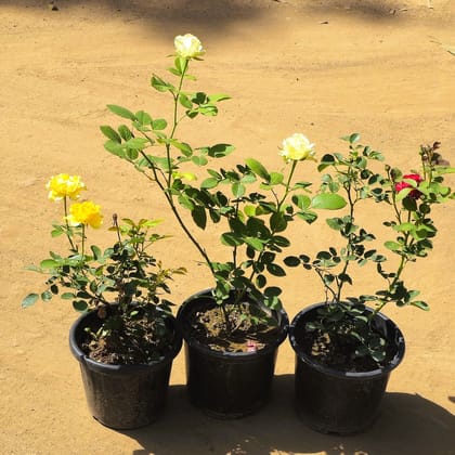Set of 3 - Miniature Rose (any colour) in 6 Inch Nursery Pot
