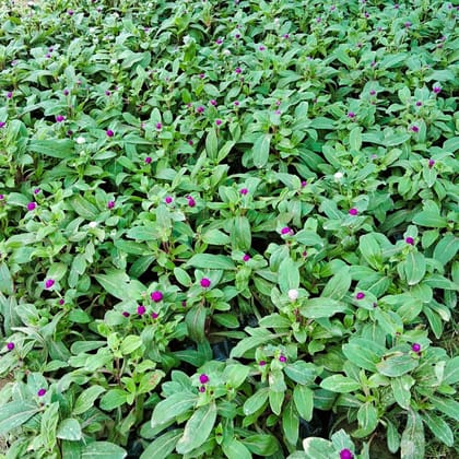 Set of 3 - Gomphrena (Any Colour) in 4 Inch Nursery Bag