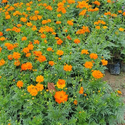 Set of 2 - Cosmos (Any Colour) in 4 Inch Nursery Bag