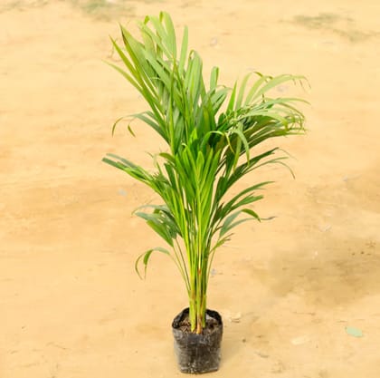 Areca Palm in 6 Inch Nursery Bag