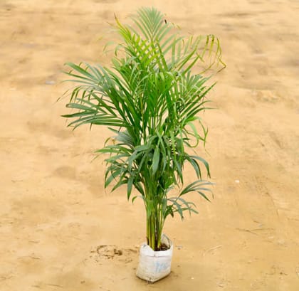 Areca palm( Best air purifier )3 to 4 feet 7  Inch Nursery Bag