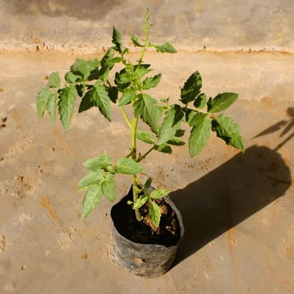 Buy Tomato plant in 4 Inch Nursery Bag  Online | Urvann.com