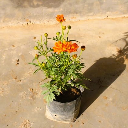 Buy Cosmos (any colour) in 4 Inch Nursery Bag  Online | Urvann.com