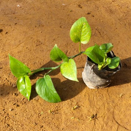 Buy Money plant green in 4 Inch Nursery Bag  Online | Urvann.com