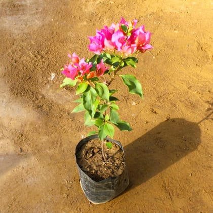 Buy Bougainvillea peach pink (any colour) in 4 Inch Nursery Bag  Online | Urvann.com