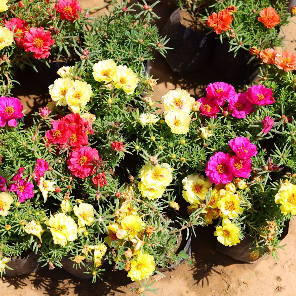 Portulaca Moss Rose (any colour) in 4 inch Nursery Bag