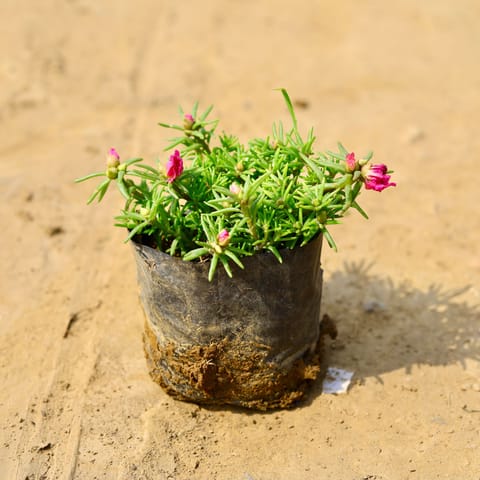 Portulaca Moss Rose (any colour) in 4 Inch Nursery Bag