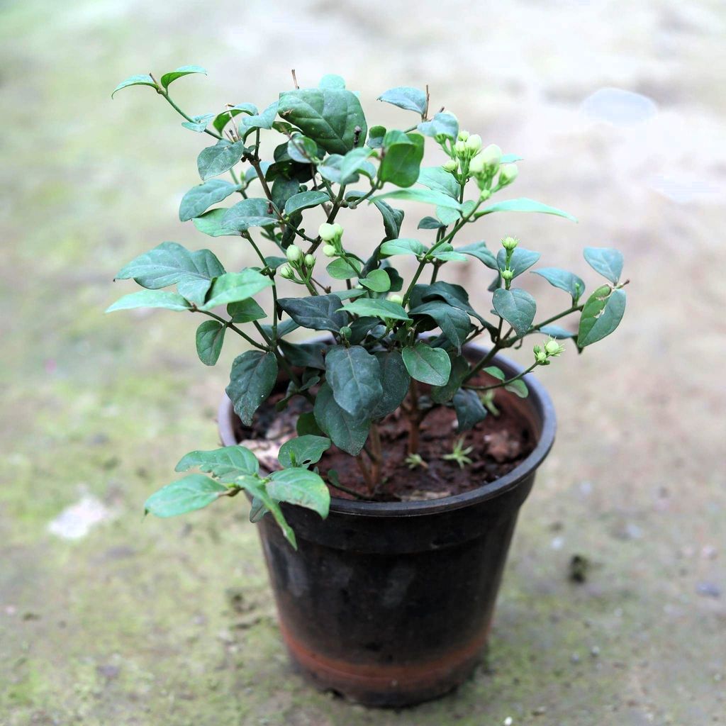 Mogra Plant in 5 Inch Nursery Pot Mogra Plant in 5 Inch Nursery Pot