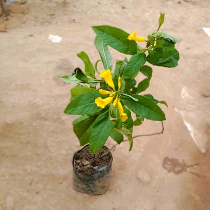 Tecoma Yellow In 5 Inch Nursery Bag