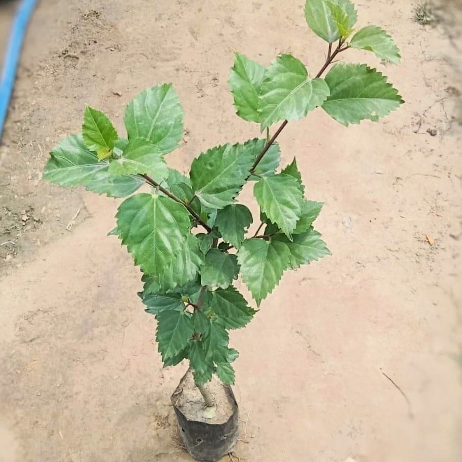 Hibiscus / Gudhal English Plant (any colour) in 4 Inch Nursery Bag