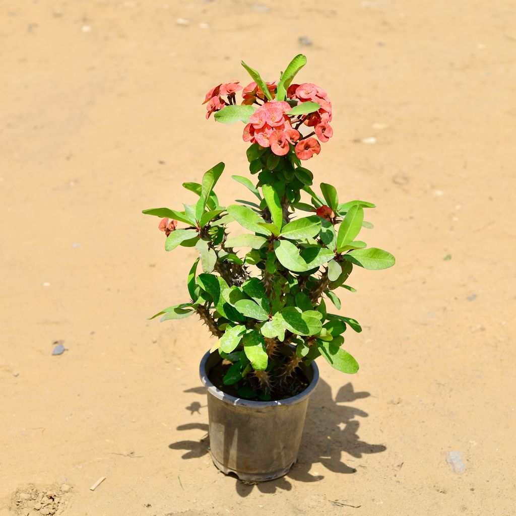 Euphorbia Mili Red in 10 Inch Nursery Pot