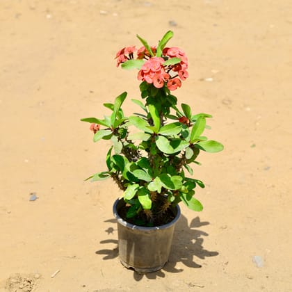 Buy Euphorbia Mili Red in 10 Inch Nursery Pot Online | Urvann.com