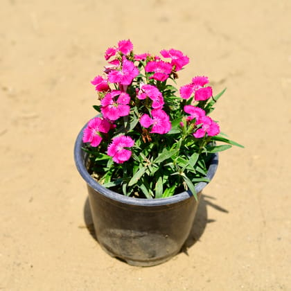 Buy Dianthus (any colour) in 6 Inch Nursery Pot Online | Urvann.com