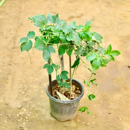 Buy Rakhi Bel / Passiflora / Passion Flower (any colour) in 10 Inch Nursery Pot Online | Urvann.com