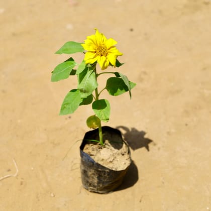 Buy Sunflower  in 4 Inch Nursery Bag Online | Urvann.com