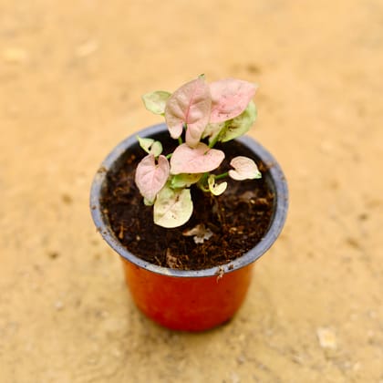 Buy Syngonium Pixie Pink in 4 Inch Nursery Pot Online | Urvann.com