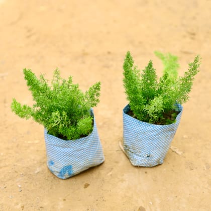 Buy Set of 2 - Asparagus Mary in 5 Inch Nursery Bag Online | Urvann.com