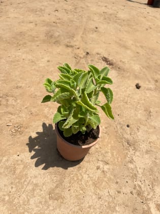 Ajwain plant in 4 inch nursery pot