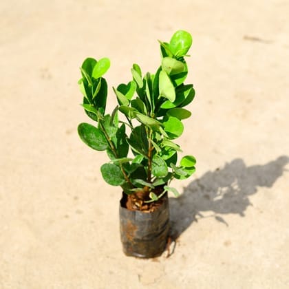 Ficus Moclaim (Round Leaf) in 6 Inch Nursery Bag Ficus Moclaim (Round Leaf) in 6 Inch Nursery Bag