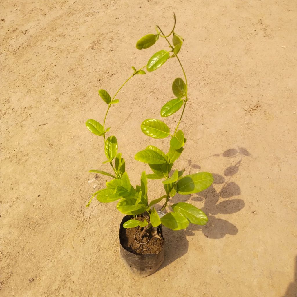 Allamanda Yellow Creeper in 4 Inch Nursery Bag Allamanda Yellow Creeper in 4 Inch Nursery Bag