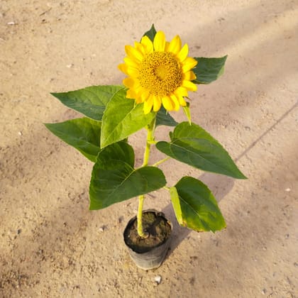 Buy Sunflower (any colour) in 4 Inch Nursery Bag Online | Urvann.com