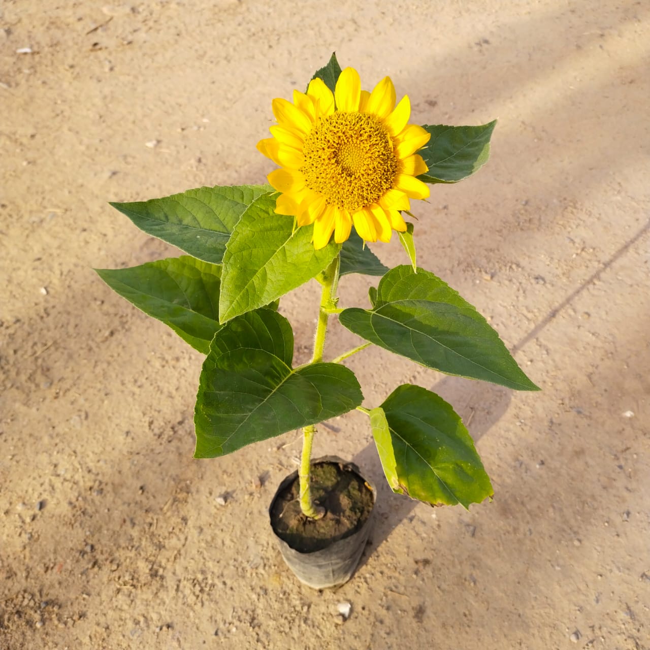 Sunflower (any colour) in 4 Inch Nursery Bag