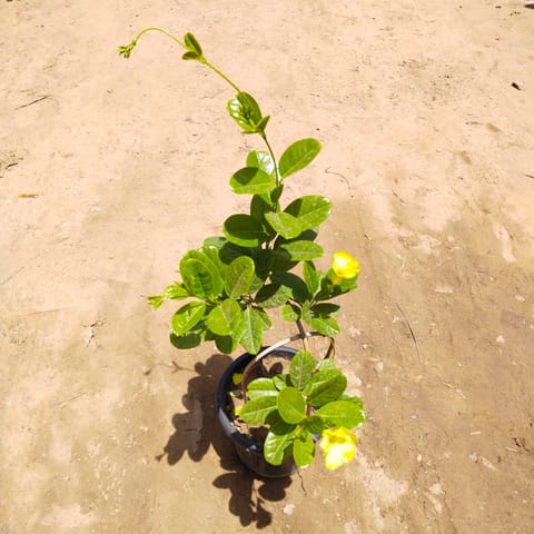 Yellow Allamanda Creeper in 8 Inch Nursery Pot